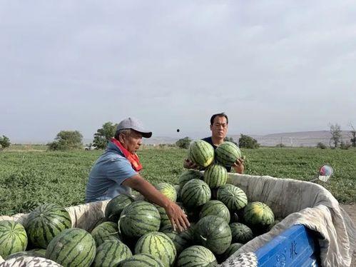52每日大瓜视频 吃瓜前线第一人,吃瓜前线第一人生动揭秘娱乐圈幕后故事