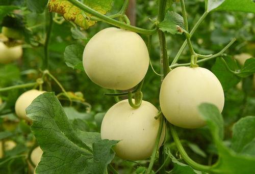 52每日大瓜视频 吃瓜前线第一人,吃瓜前线第一人生动揭秘娱乐圈幕后故事